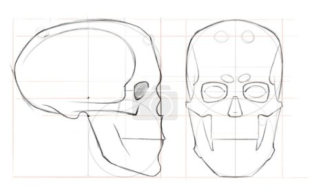 Photo for Pencil sketch of a human skull in front and profile. Drawing with auxiliary lines. Teaching sample. - Royalty Free Image