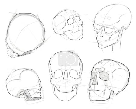 Sketches of a human skull in cuts and turns. Drawing tutorial. Educational sketch. Human head.