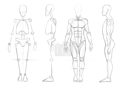 Photo for Building a human figure straight and in profile. Foundation of the body and muscles. Tutorial for artists. Drawing for different uses. - Royalty Free Image