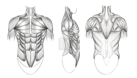 Photo for Human torso in angles and turns. Human muscles. Tutorial for artists. Drawing for different uses. - Royalty Free Image