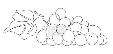Illustration for A bunch of Muscat grapes. World Moscato Day. Black and white vector drawing in one line. For different uses. Vector illustration - Royalty Free Image