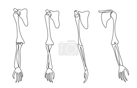 Ilustración de Huesos humanos de manos. Estructura anatómica de los huesos de la mano. Semana de acción conjunta y ósea. Dibujo de una línea para diferentes usos. Ilustración vectorial. - Imagen libre de derechos