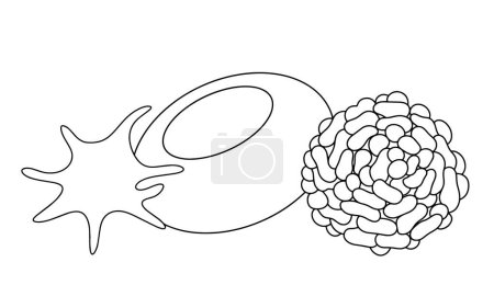 Illustration for Platelet, erythrocyte and leukocyte. Formed elements of blood. Blood particles. Vector illustration. Images produced without the use of any form of AI software at any stage. - Royalty Free Image