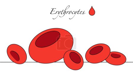 Illustration for Blood cells that transport oxygen from the lungs to the tissues of the body. Color vector illustration for different uses. Images produced without the use of any form of AI software at any stage. - Royalty Free Image