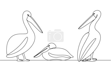 Pelican in different poses. A large waterfowl with a long beak and a sac under it. Vector illustration. Images produced without the use of any form of AI software at any stage. 
