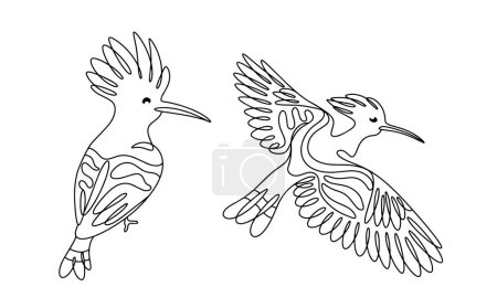 Hoopoe sitting and in flight. A bird with variegated plumage, a curved beak and a fan-shaped crest. Vector illustration. Images produced without the use of any form of AI software at any stage. 