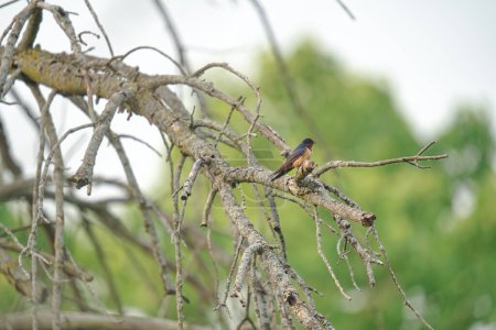 Téléchargez les photos : Hirondelle rustique Oiseau perché sur une branche d'arbre mort - en image libre de droit