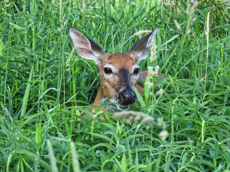 Téléchargez les photos : Cerf femelle mangeant de la végétation parmi les hautes herbes à la fin de la journée d'été - en image libre de droit