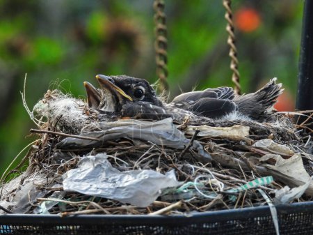 Téléchargez les photos : Deux bébés Robins et maman dans un nid fait dans un mangeoire à oiseaux suspendus - en image libre de droit