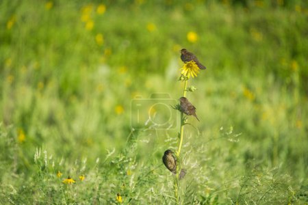 Téléchargez les photos : Filles Quiscales perchées sur une boussole (Silphium laciniatum) dans les Prairies en été - en image libre de droit