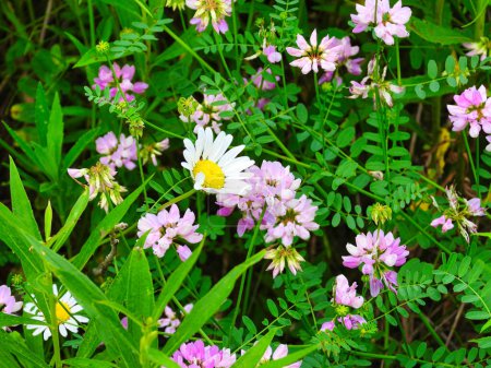 Téléchargez les photos : Marguerite pour chien (Chrysanthemum Leucanthemum) Fleurs sauvages Fermer Macro avec fleurs violet clair, roses et blanches en arrière-plan en été - en image libre de droit