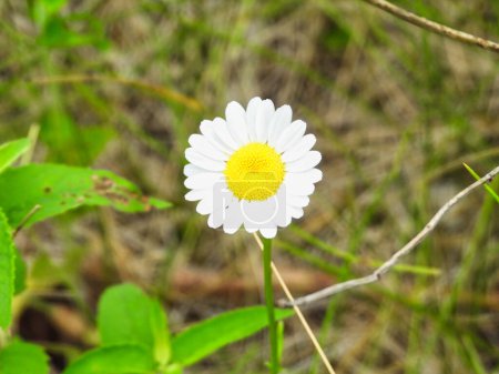 Téléchargez les photos : Marguerite pour chien (Chrysanthemum Leucanthemum) Fleurs sauvages Gros plan Macro en été - en image libre de droit