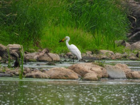 Téléchargez les photos : Aigrette avec un poisson dans son embouchure dans une rivière parmi les rochers et les arbres tombés en été - en image libre de droit