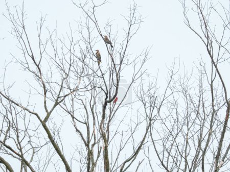 Téléchargez les photos : Pic à bec nordique et cardinaux mâles Oiseaux dans un arbre nu par une journée nuageuse en hiver - en image libre de droit