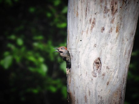 Téléchargez les photos : Un oisillon pic du Nord pond sa tête du nid dans un trou d'arbre mort à la fin de l'été - en image libre de droit