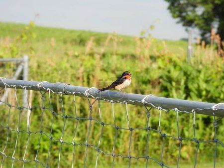 Téléchargez les photos : Une hirondelle de grange perchée sur une clôture métallique avec feuillage vert en B - en image libre de droit