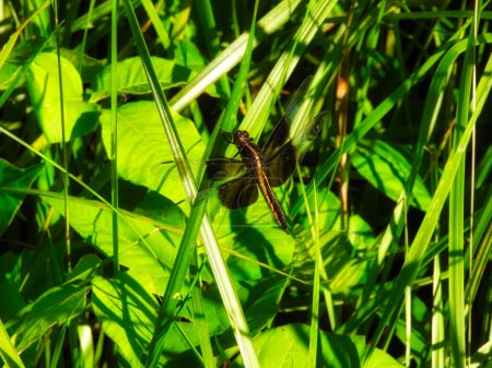 Téléchargez les photos : Écorcheuse veuve libellule perchée sur une tige de fleurs sauvages d'été au soleil d'été - en image libre de droit