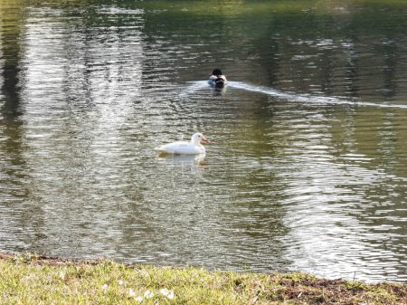 Téléchargez les photos : Ducks Swimming in a Pond in Summer - en image libre de droit