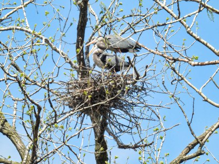 Téléchargez les photos : Les oiseaux hérons font leur nid au sommet des arbres tôt le matin du printemps - en image libre de droit