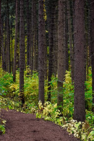 Téléchargez les photos : Sentier dans une forêt d'épinettes au début de l'automne - en image libre de droit