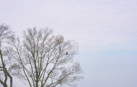 Téléchargez les photos : Oiseau rapace à queue rousse perché haut dans un arbre par une journée froide enneigée - en image libre de droit