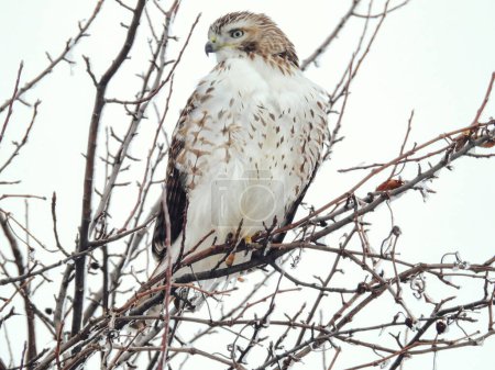 Téléchargez les photos : Oiseau rapace à queue rousse perché dans un arbre rempli de neige un jour d'hiver - en image libre de droit