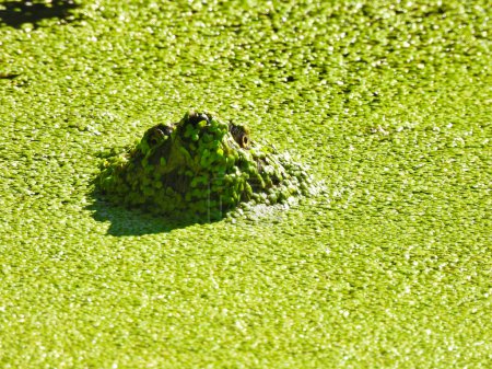 Téléchargez les photos : Une tortue serpentine émerge d'un étang couvert de canards au soleil d'été - en image libre de droit