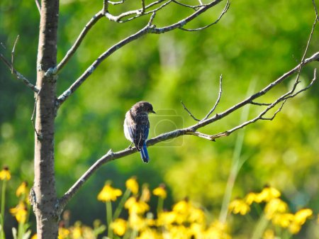 Téléchargez les photos : Oiseau bleu de l'Est juvénile sur une branche d'arbre sous un soleil d'été - en image libre de droit