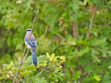 Téléchargez les photos : Oiseau Jay bleu perché sur une branche nue un jour d'été - en image libre de droit