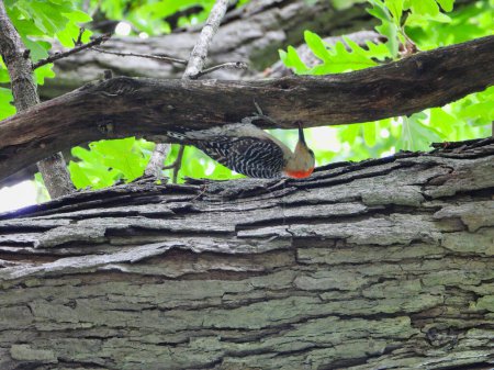 Téléchargez les photos : Pic à ventre rouge Oiseau suspendu à l'envers à une branche d'arbre un jour d'été - en image libre de droit