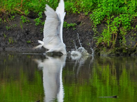 Téléchargez les photos : Chasse à l'aigrette blanche pour un poisson au bord de l'étang avec feuillage vert en arrière-plan lors d'une journée d'été - en image libre de droit