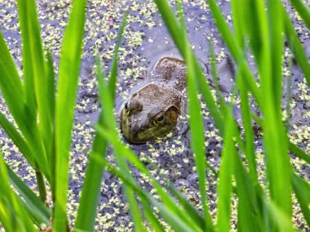 Téléchargez les photos : Bullfrog est assis dans un étang de la semaine du canard un jour d'été - en image libre de droit