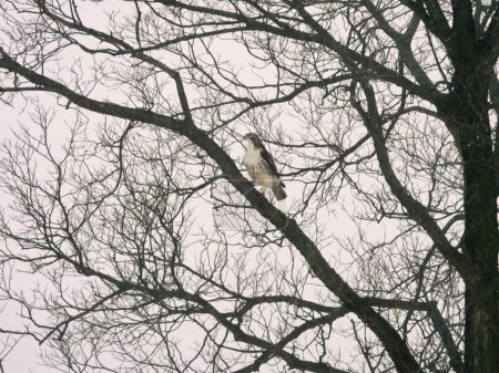Téléchargez les photos : Oiseau rapace à queue rousse perché dans un arbre un jour d'hiver - en image libre de droit