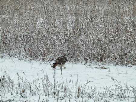 Téléchargez les photos : Oiseau rapace de la Buse à queue rousse sur le terrain enneigé un jour d'hiver - en image libre de droit