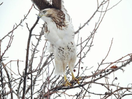 Téléchargez les photos : Oiseau rapace à queue rousse perché dans un arbre rempli de neige un jour d'hiver - en image libre de droit