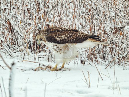 Téléchargez les photos : Oiseau rapace de la Buse à queue rousse sur le terrain enneigé un jour d'hiver - en image libre de droit