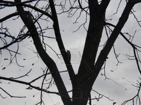 Téléchargez les photos : Pic à ventre rouge Oiseau sur une branche d'arbre un jour nuageux - en image libre de droit