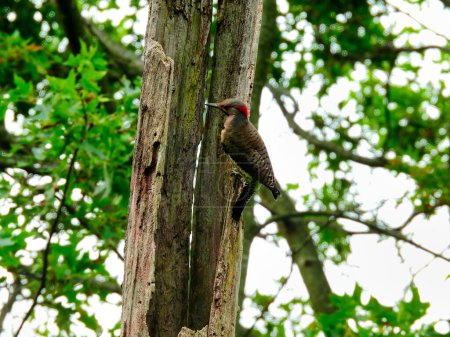 Téléchargez les photos : Pic du Nord Oiseau perché sur le côté d'un tronc d'arbre un jour d'été - en image libre de droit
