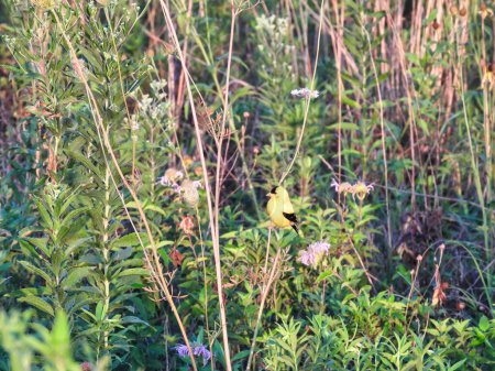Téléchargez les photos : Chardonneret d'Amérique Perché sur une tige de fleurs sauvages le matin Soleil - en image libre de droit