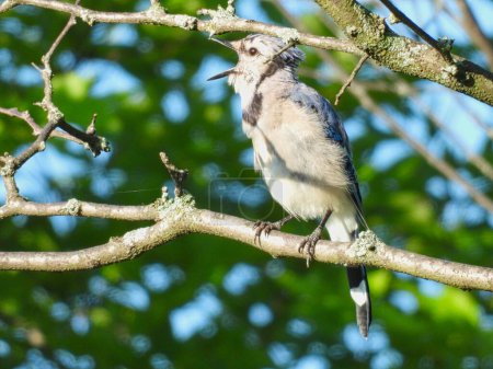Téléchargez les photos : Blue Jay Bird Beak Ouvert Perché sur la branche de l'arbre au lever du soleil - en image libre de droit