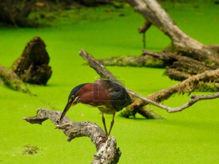 Téléchargez les photos : Le héron vert chasse le poisson sur une branche d'arbre tombé sur un étang de la semaine du canard un jour d'été - en image libre de droit