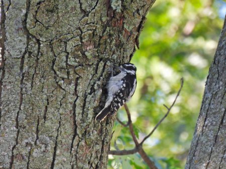 Téléchargez les photos : Pic nain Oiseau sur un tronc d'arbre un jour d'été - en image libre de droit