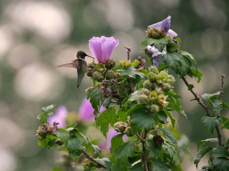Téléchargez les photos : Le Colibri à gorge rubis mâle survole la rose de Sharon H - en image libre de droit