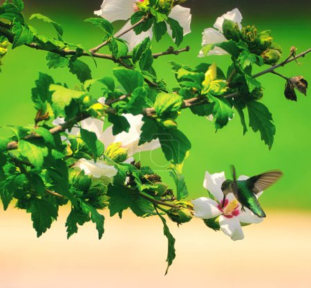 Téléchargez les photos : Un colibri à gorge rubis survole la rose de Sharon Hibiscus Fl - en image libre de droit