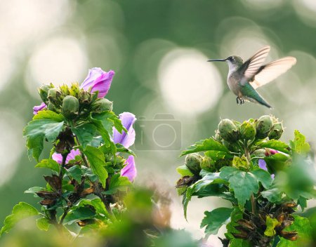 Téléchargez les photos : Un colibri à gorge rubis survole la rose de Sharon Hibiscus Fl - en image libre de droit