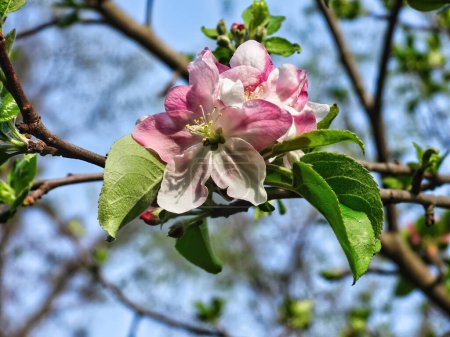 Téléchargez les photos : Fermer Macro d'une fleur d'hibiscus rose et blanc en été - en image libre de droit