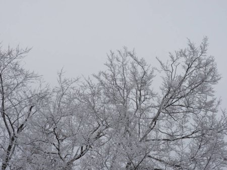 Téléchargez les photos : Arbres enneigés en janvier - en image libre de droit