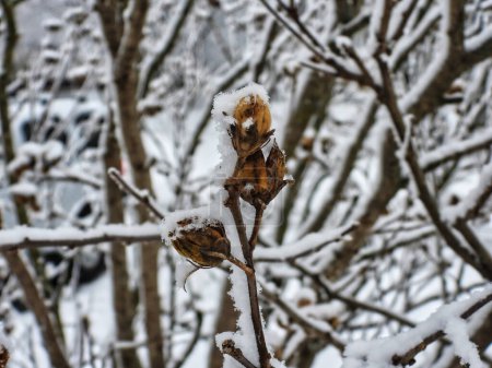 Téléchargez les photos : Bourgeons de fleurs gelés et recouverts de neige en janvier - en image libre de droit