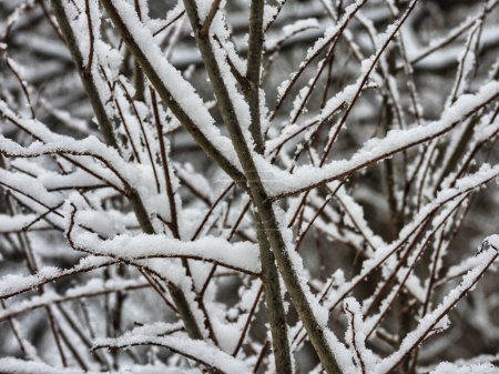 Téléchargez les photos : Labyrinthe de branches enneigées en janvier - en image libre de droit