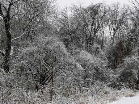 Téléchargez les photos : Labyrinthe de branches enneigées en janvier - en image libre de droit